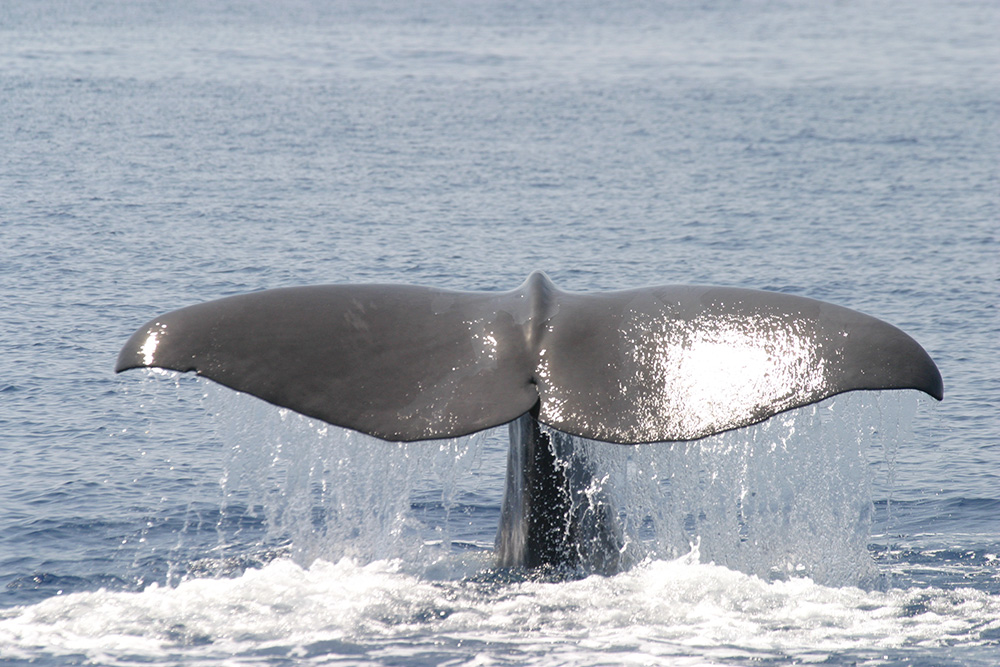 Protection and investigation into cetaceans