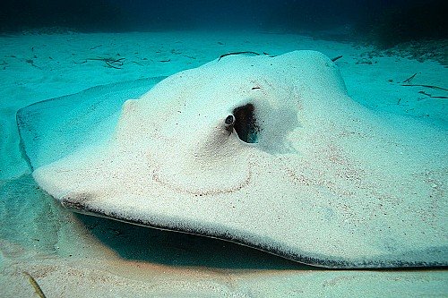 Tiburones y rayas del Mediterráneo