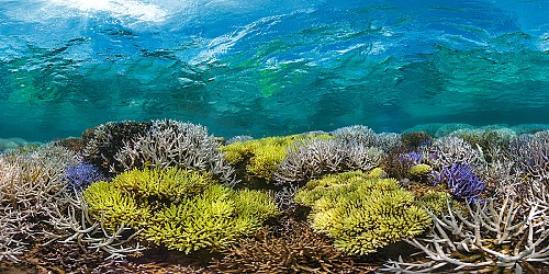 Los corales dan refugio a muchas otras especies