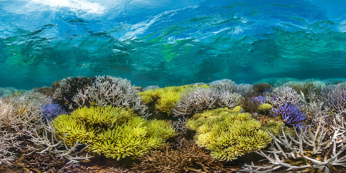 Corals are a refuge for many other species