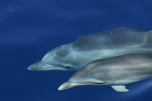 Renou marí i dofins mulars