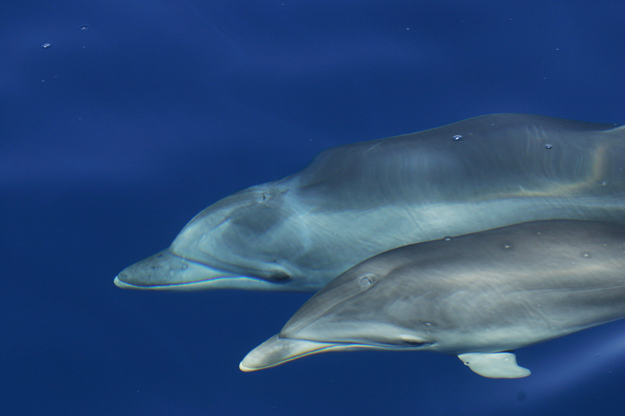 Underwater noise and bottlenose dolphins