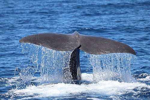 Research into cetaceans