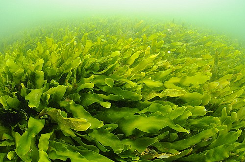 Marilles Fundation - Balearic seaweeds