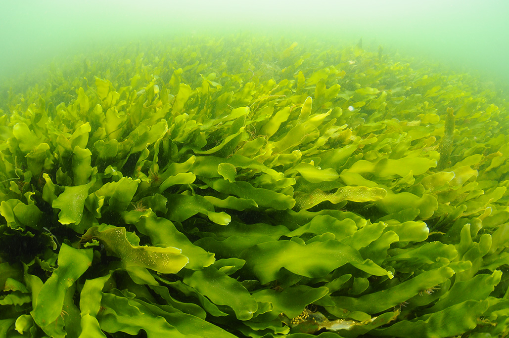 Conozcamos nuestras algas