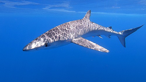 Marilles Fundation - Estudiando tiburones de alta mar