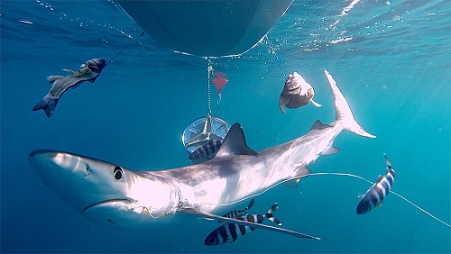 Remote video cameras show sharks injured by hooks