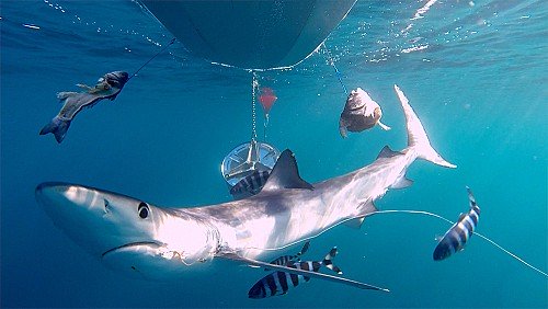 Cámaras de video remotas muestran tiburones heridos por anzuelos