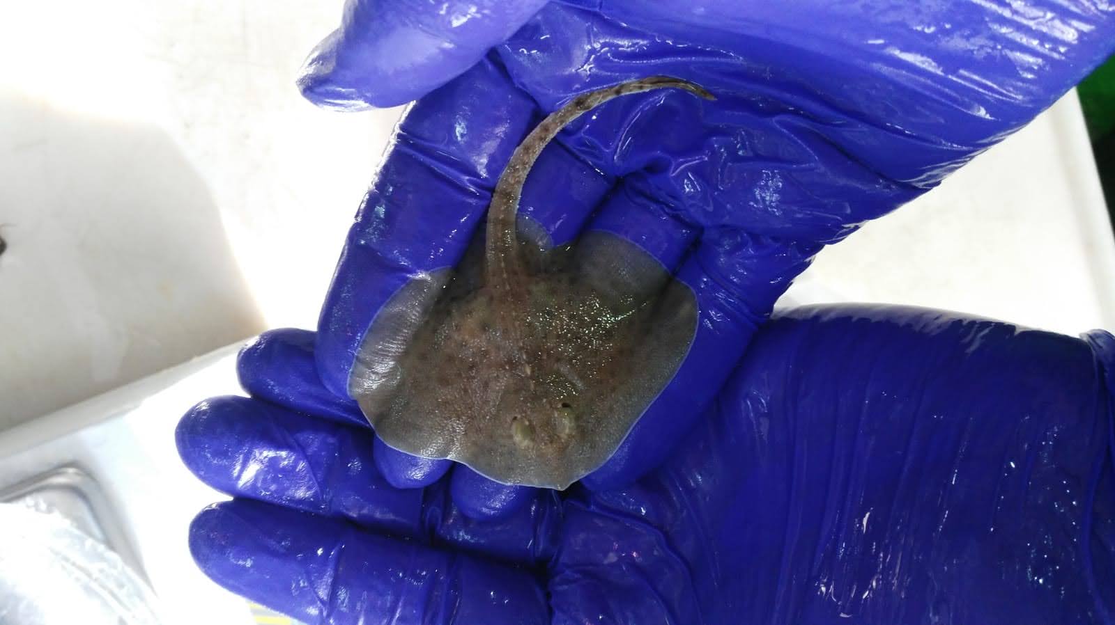 The first stingray hatches from an egg recovered from accidental fishing