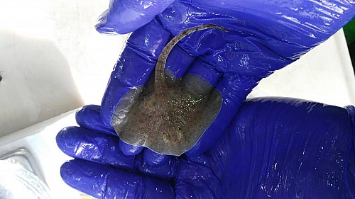 Marilles Fundation - The first stingray hatches from an egg recovered from accidental fishing