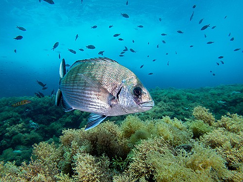 The impact of marine reserves in the Balearics