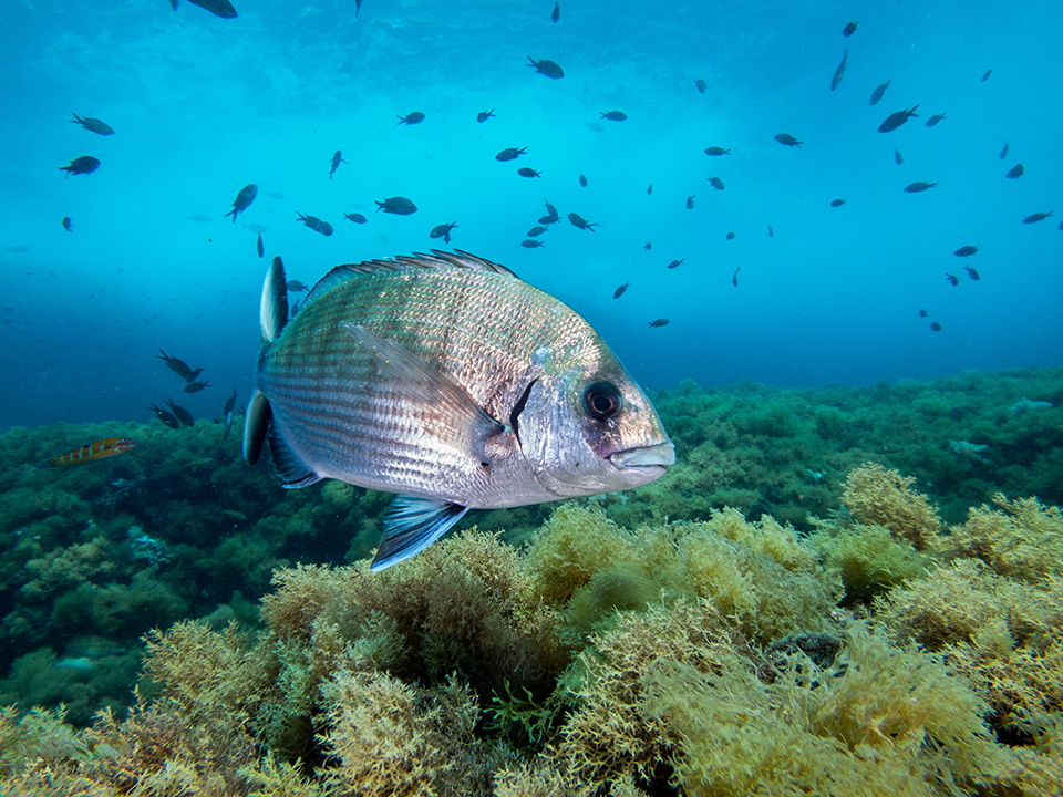 Impacto de las reservas marinas de Baleares