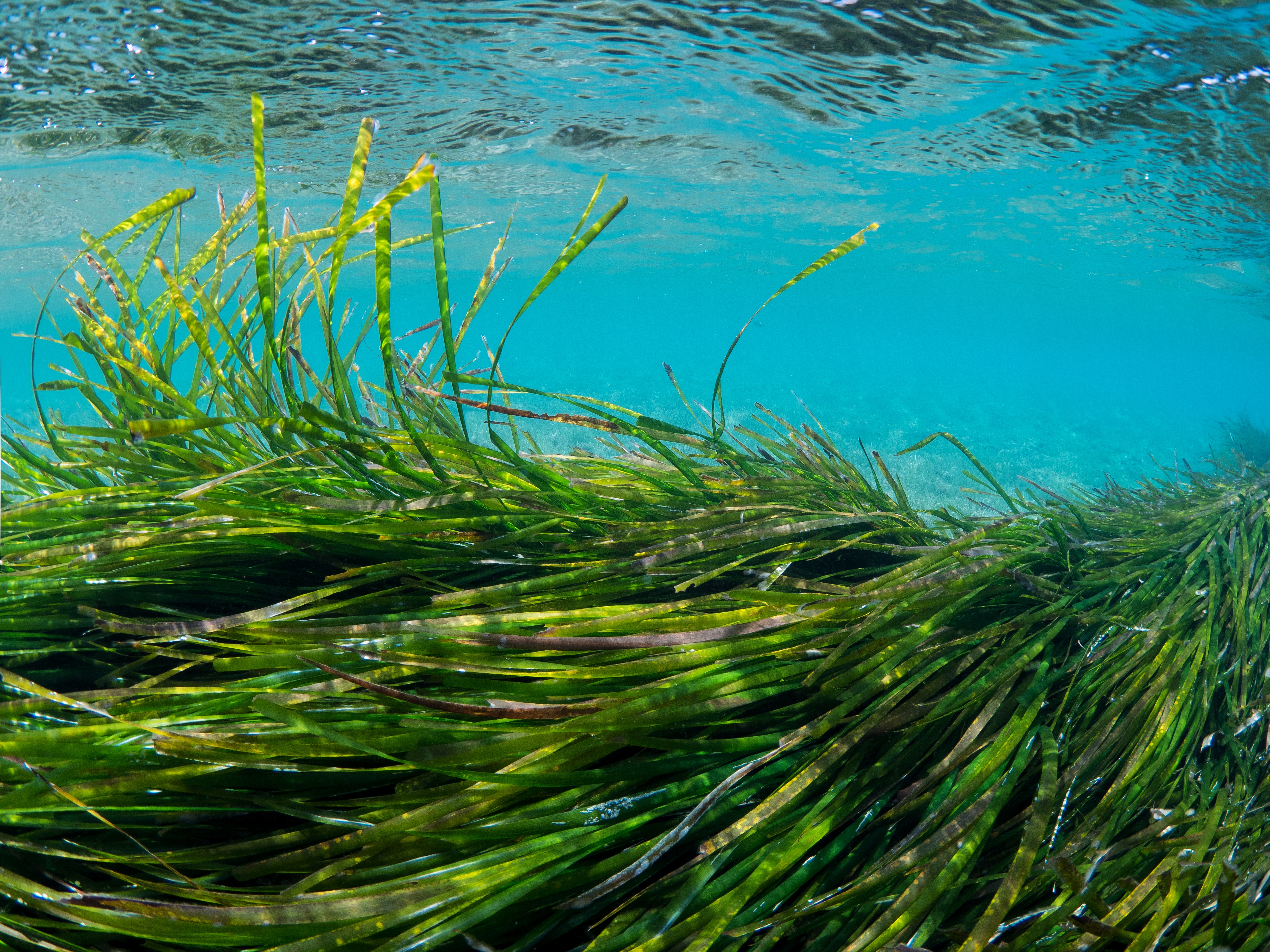 La posidonia de Portocolom está en peligro