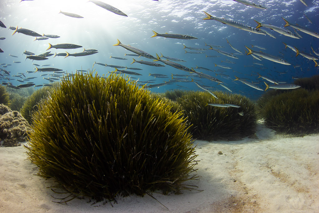 Més de 900 fotografies en la primera edició de MARE