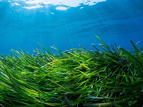 Posidonia meadows: key allies in the fight against climate change