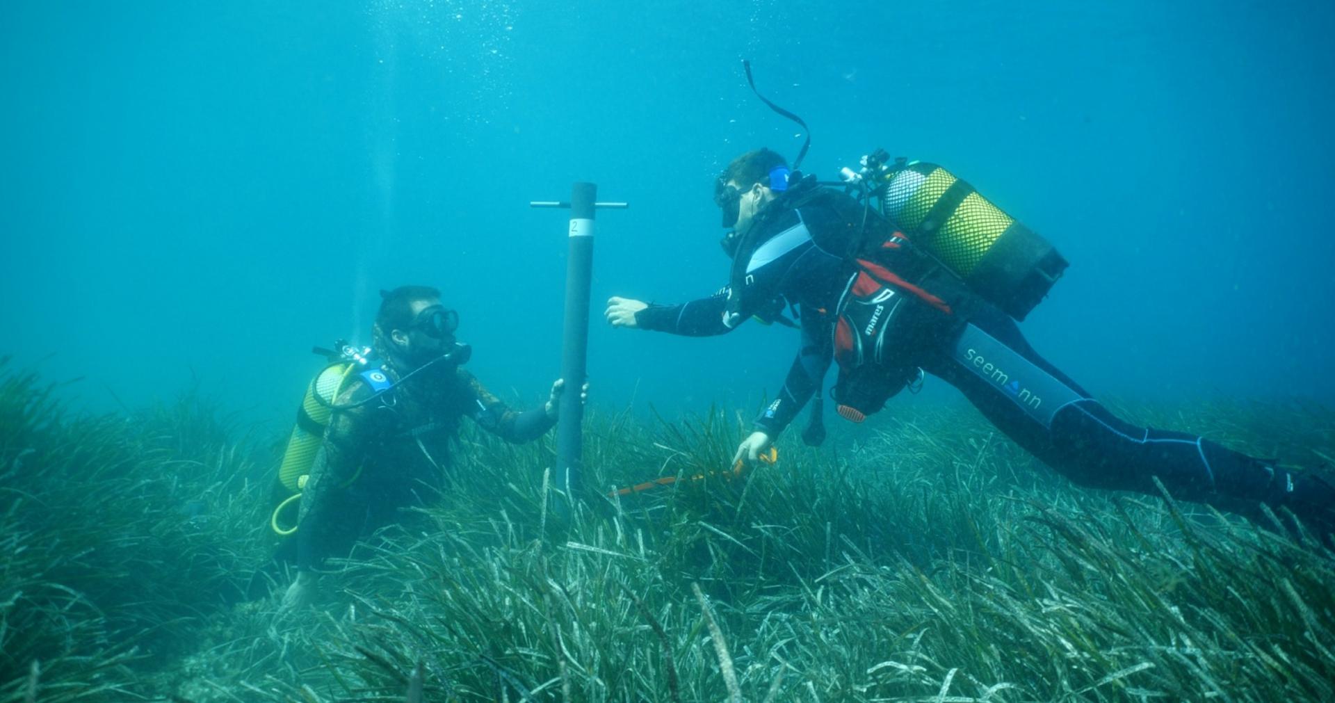 Posidonia dating in Calvià