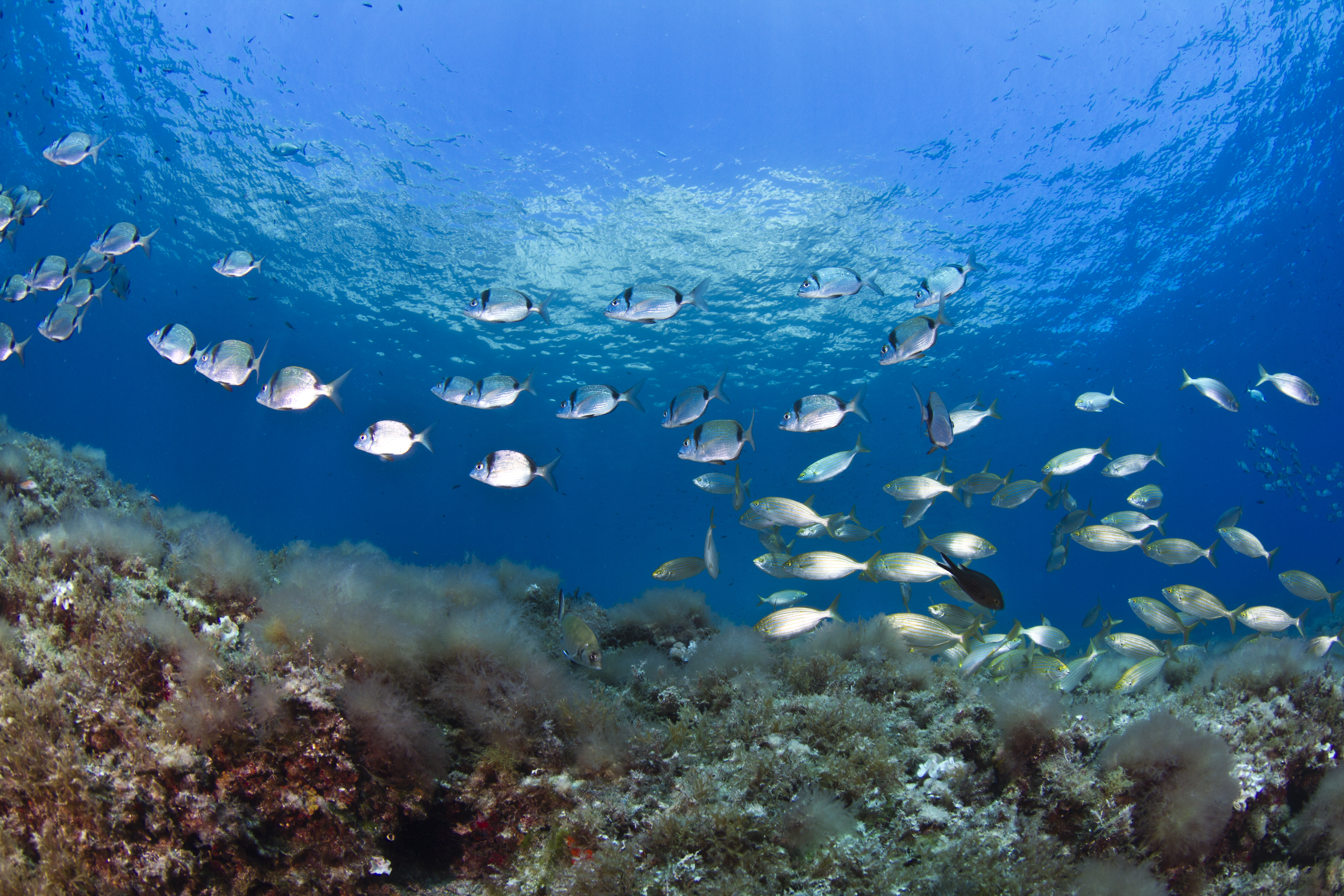 Financiación de las áreas marinas protegidas