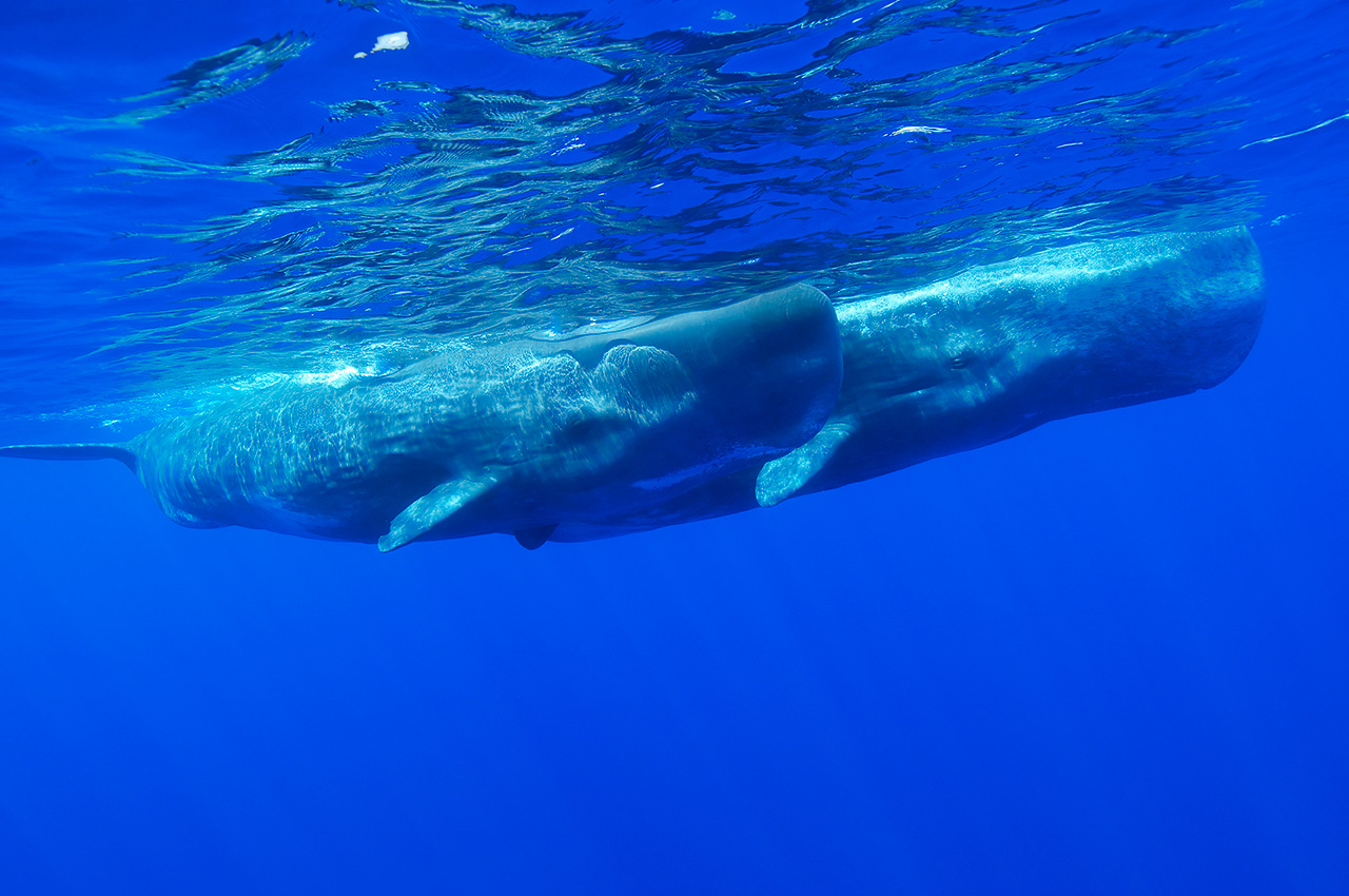 La protección de los cetáceos frente al ruido submarino