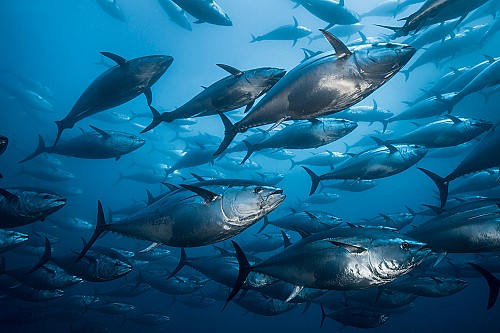 La pesca ilegal: un problema demasiado presente en Baleares