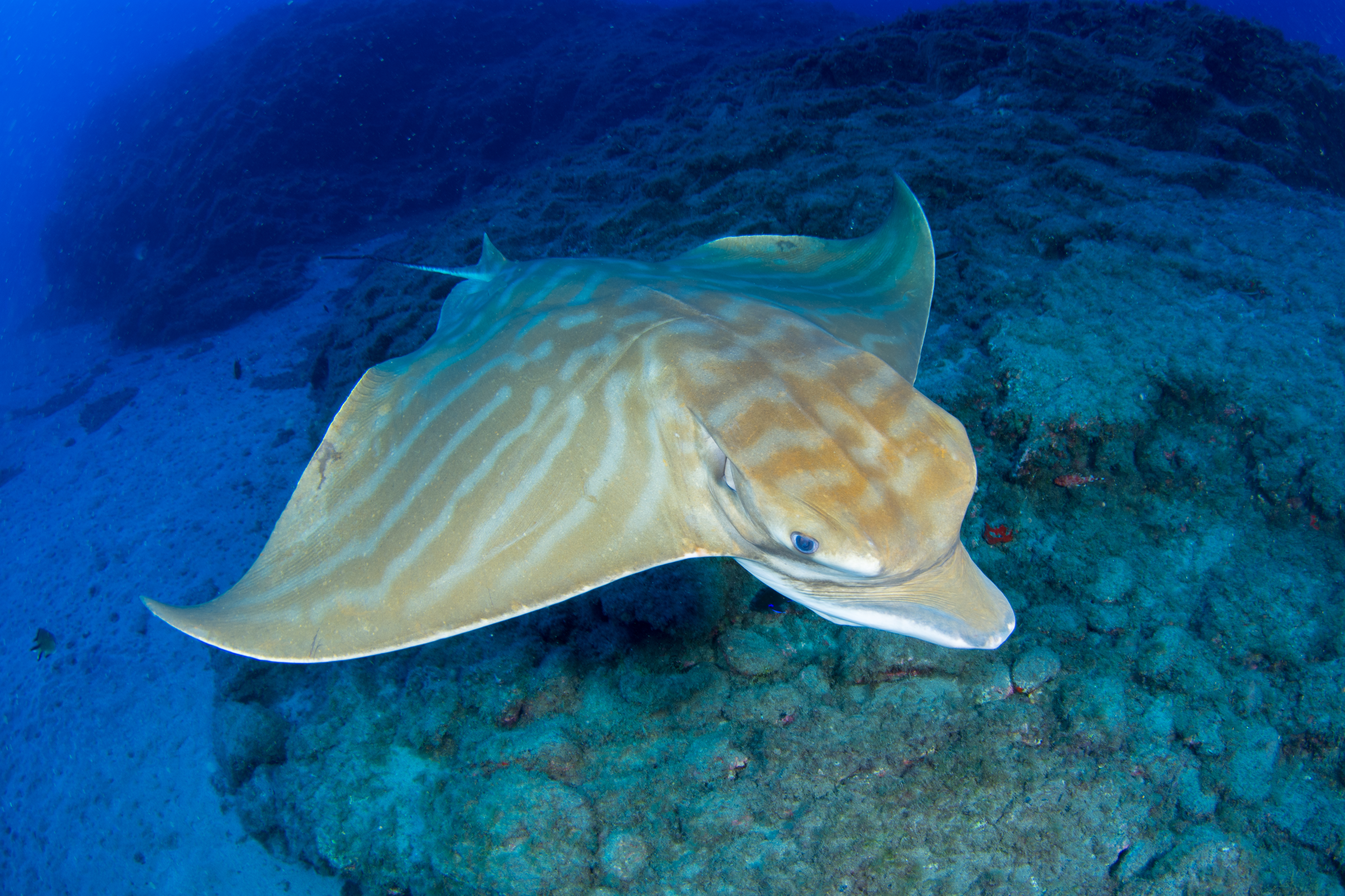 Ciencia ciudadana y conservación de los tiburones