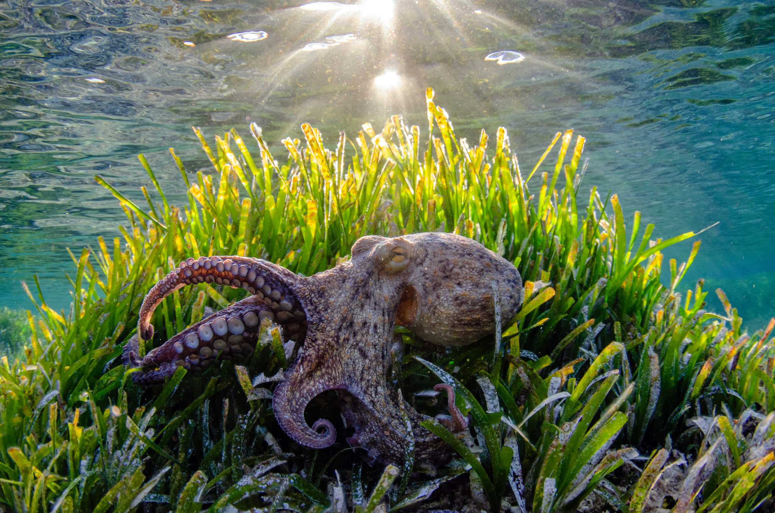 Mediterranean Sea  Jordi Chias: Underwater photography