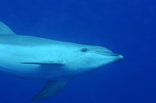 Marilles Fundation - Investigación de cetáceos