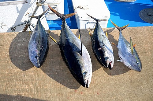Marilles Fundation - La venta de pesca ilegal es una práctica ampliamente extendida en todas las Balears