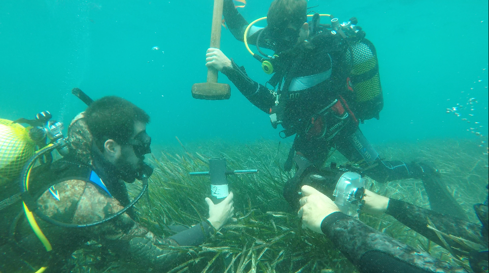 La posidonia en Calvià: miles de años prestando servicios