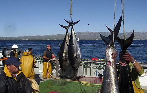 Marilles Fundation - The illegal bluefin tuna fishing practice affecting Balearic catches