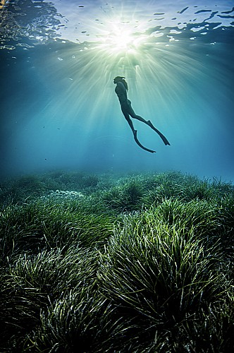 Marilles Fundation - Solo queda un mes para participar del concurso de fotografía submarina “MARE”