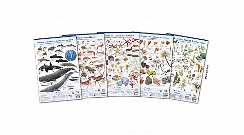 Marilles Fundation - 5 new posters of Balearic marine life