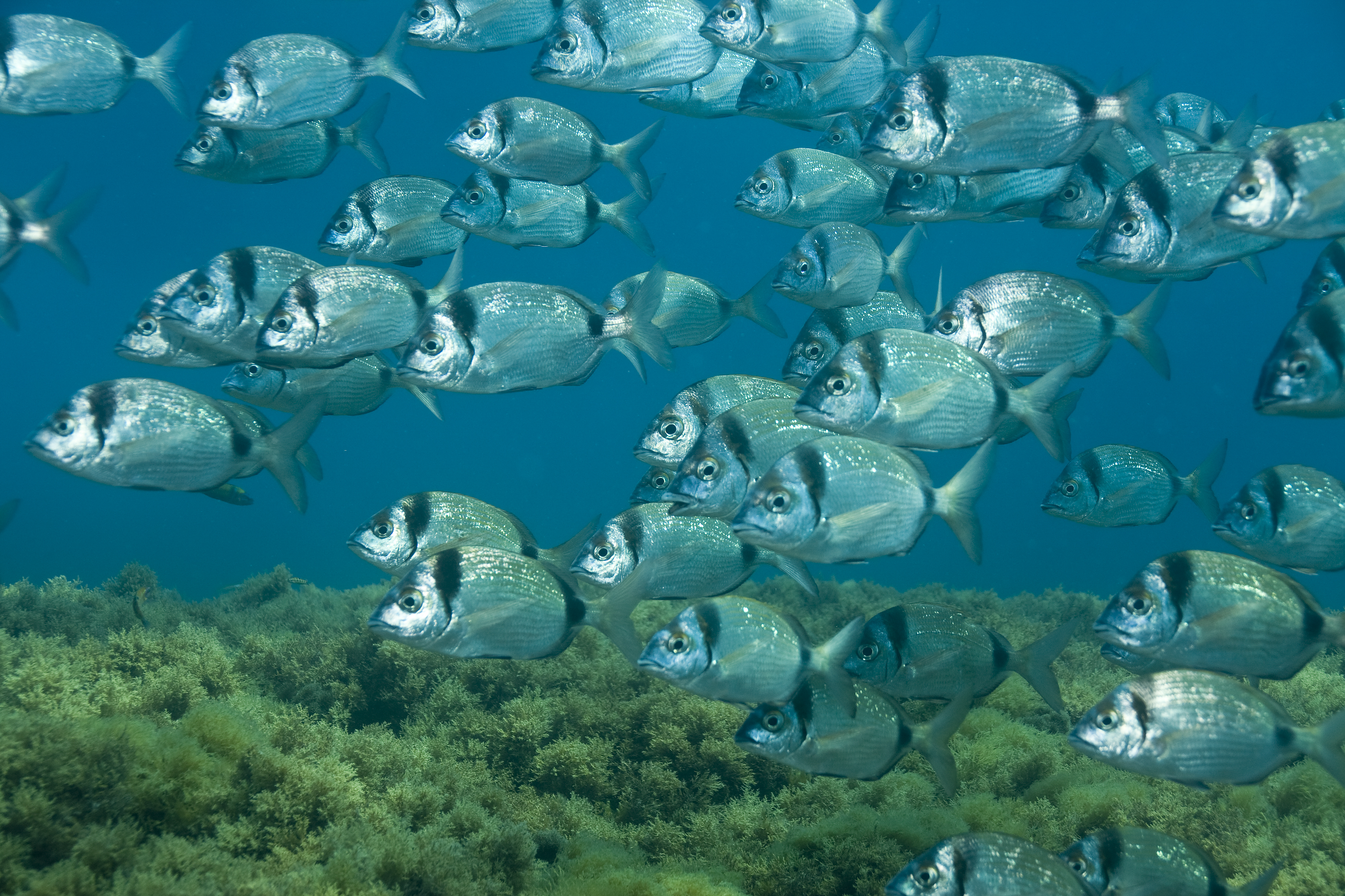 The number of fish in the marine reserves is increasing