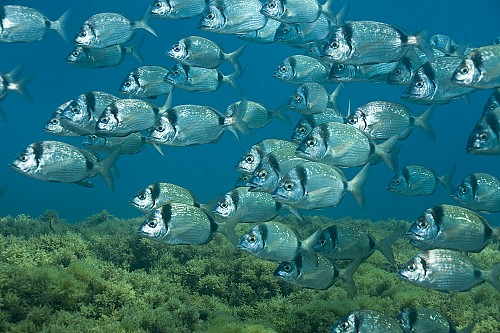 Aumenta la cantidad de peces en las reservas marinas