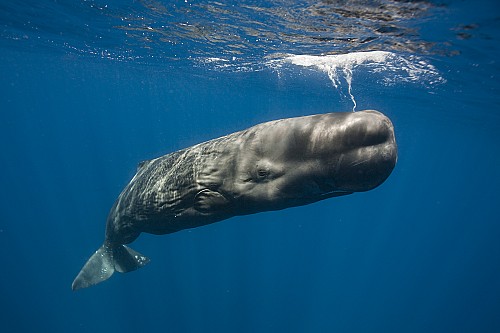 (Un)protected sperm whales