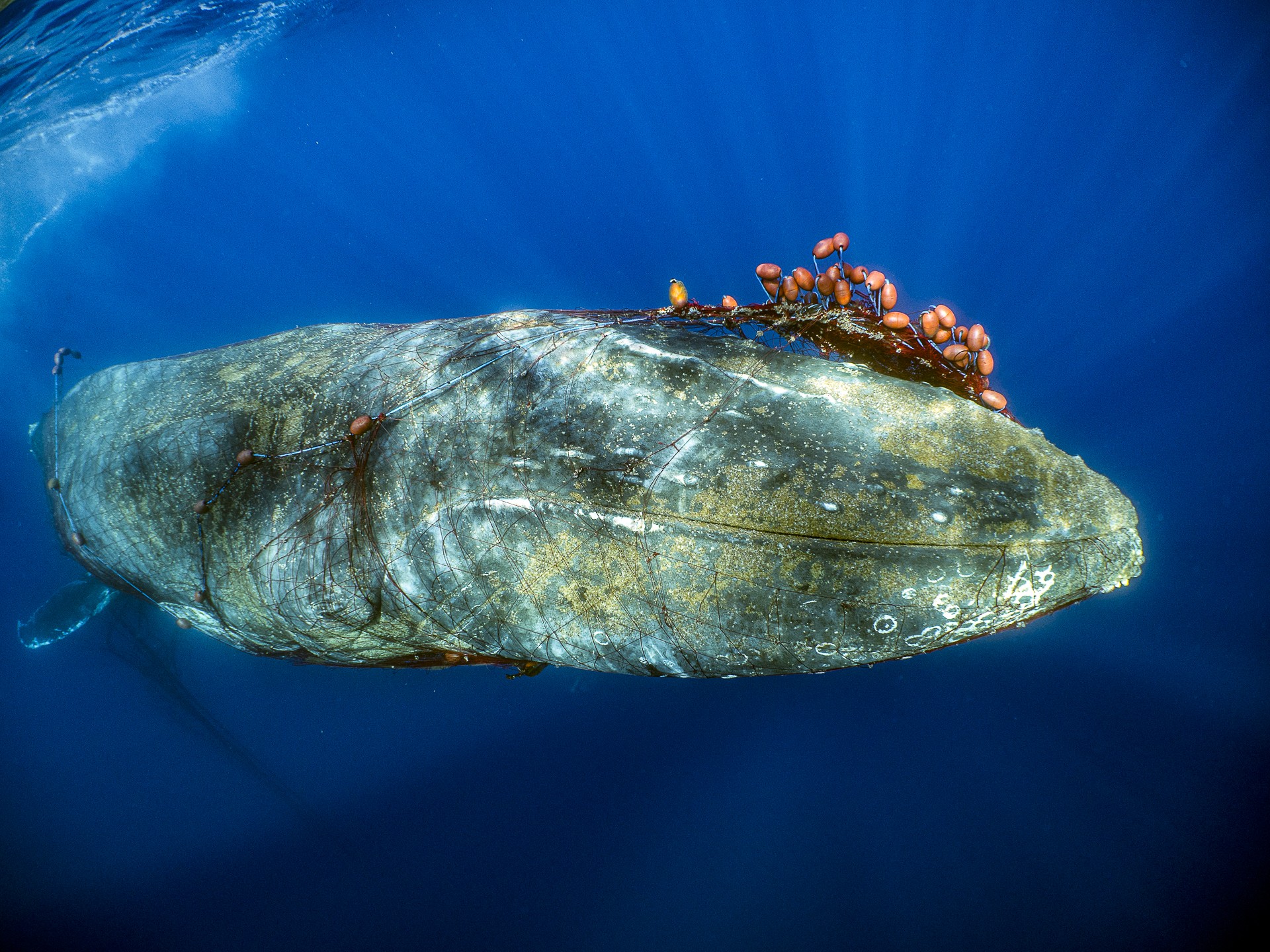 Mediterranean Sea  Jordi Chias: Underwater photography