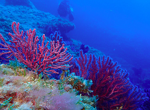 Marilles Fundation - Fonds coralliens : un trésor immergé en Espagne