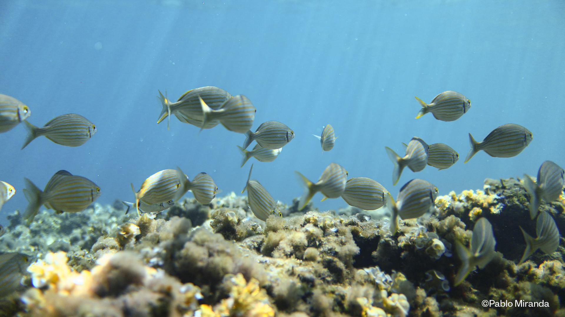 Marilles lamenta la división política ante la conservación del mar