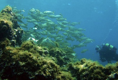 Marilles Fundation - Marilles propugna crear más reservas marinas y actuar contra la pesca furtiva