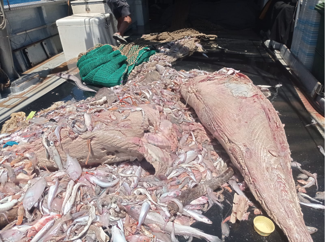 Marilles denuncia el lanzamiento de atunes muertos en el mar y el impacto que tiene sobre la flota de las Illes Balears