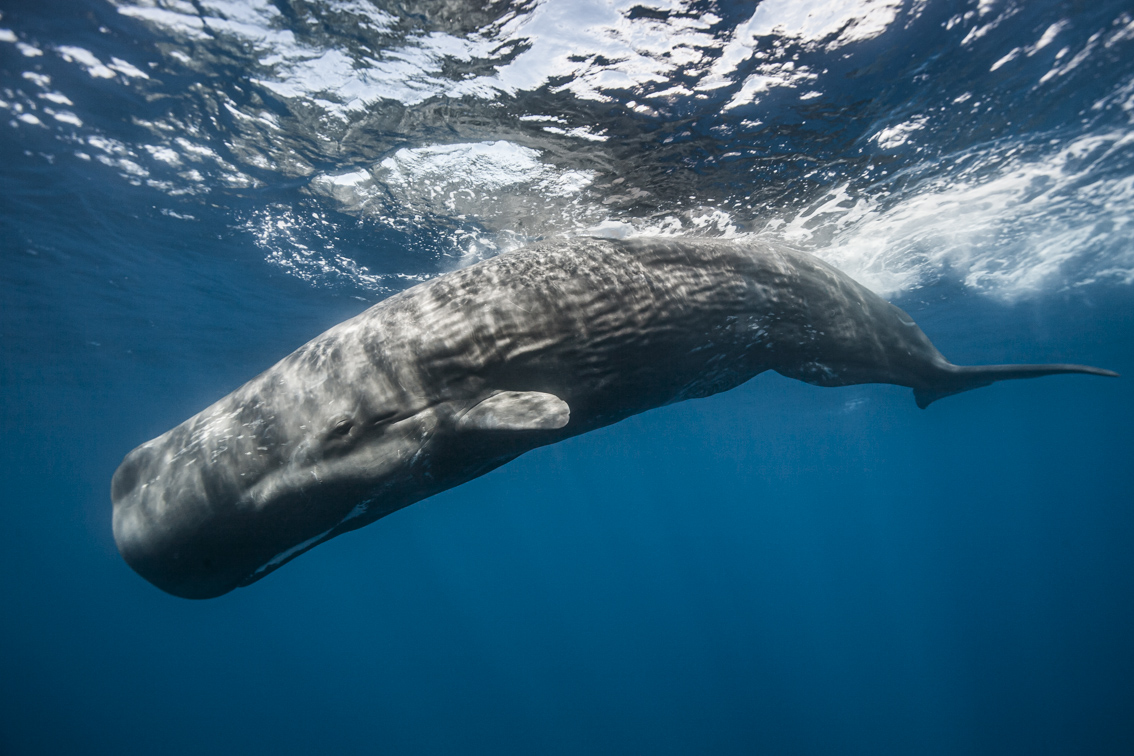 Reduce speed to stop ships killing cetaceans