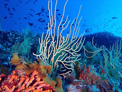 The warming of the Mediterranean Sea threatens marine biodiversity