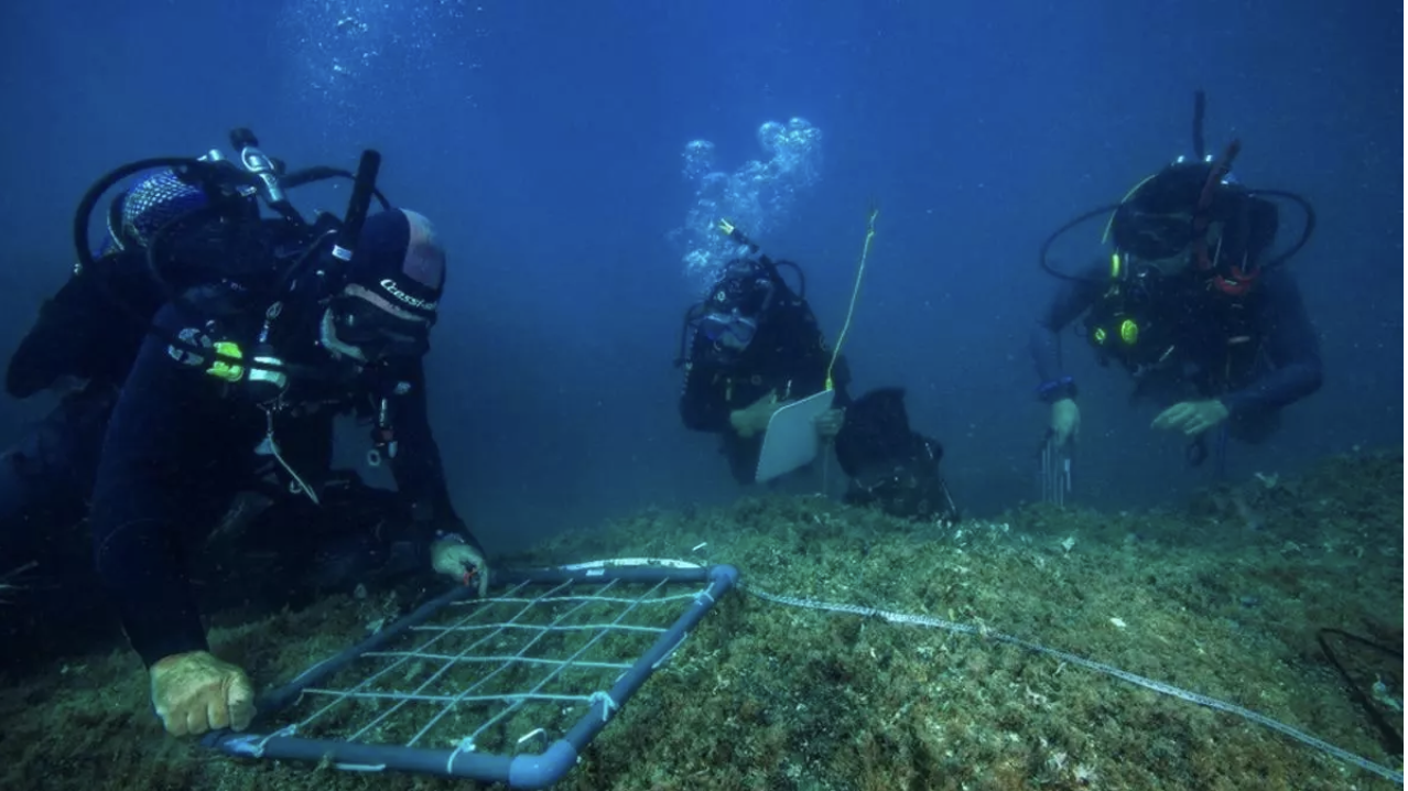 Shallow water bays restoration