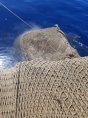 Marilles Fundation - Fundación Marilles advierte de la captura accidental de otros 13 atunes en estado de descomposición en Mallorca