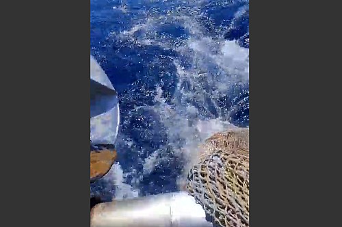 Marilles Fundation - Otros 13 atunes capturados en estado de descomposición en aguas de Mallorca