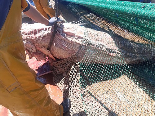Una barca de bou captura 13 tonyines en estat de descomposició a Mallorca
