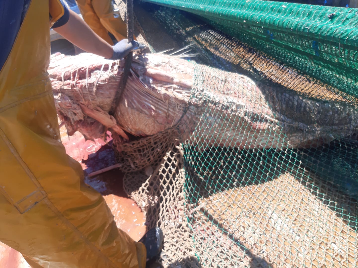 Una barca de arrastre captura 13 atunes en estado de descomposición en Mallorca