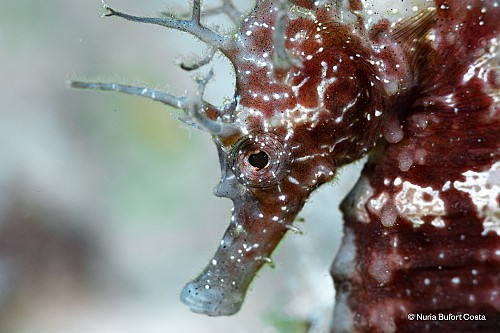 Marilles Fundation - MPAs and seahorse conservation