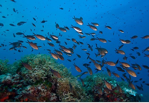 Marilles Fundation - Marilles organiza unas Jornadas para la Conservación de la Biodiversidad Marina