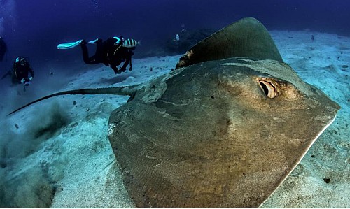 Marilles Fundation - ¿Pescadores que liberan tiburones? El plan SARKO para el Mediterráneo