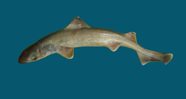 The Balearic Sea Report recommends that the gulper shark be included in the red book of endangered species of the Balearic Islands